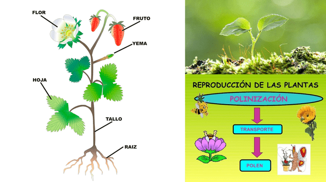 Las plantas son organismos inmóviles y se fijan a la tierra a través de sus raíces.