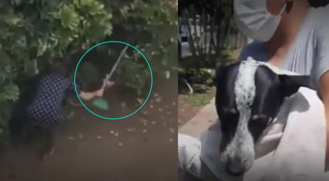 Mascota era víctima de maltrato animal en San Isidro.