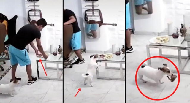 El video del perrito ha generado miles de risas y comentarios entre los usuarios de la red social.