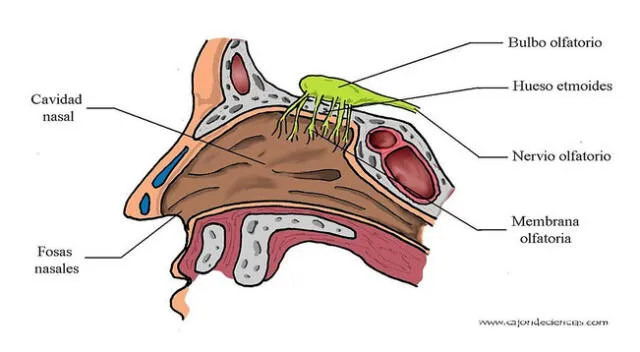 El sentido del olfato nos sirve para percibir aromas.