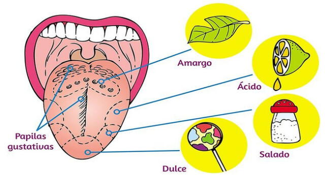 El sentido del gusto nos sirve para reconocer los sabores de los alimentos.