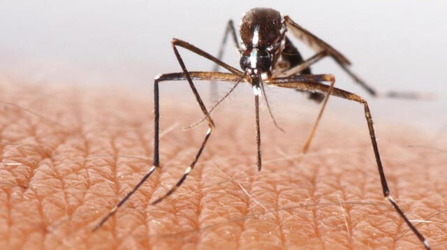 Conoce por qué el mosquito sería un vector para el inicio de una nueva pandemia.