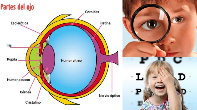 El órgano receptor de la vista es el ojo.