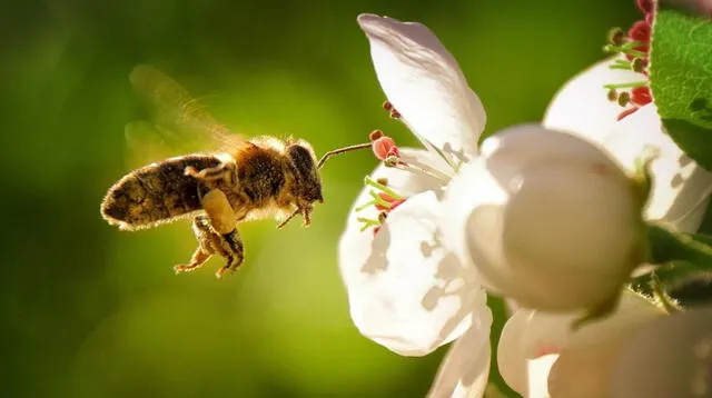 Conoce cuál es el significado que una abeja te pique.