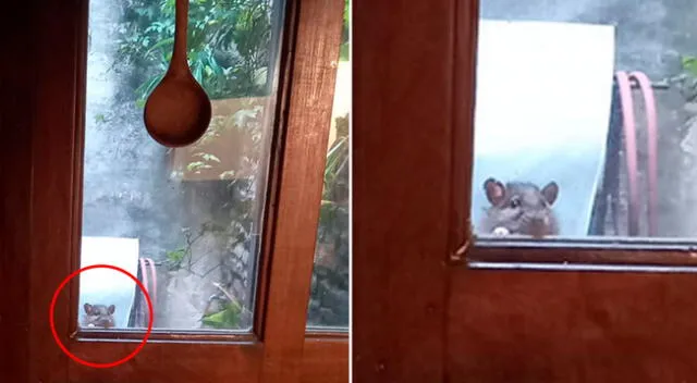 La mirada suplicante de este roedor logró conmover a un vecino.