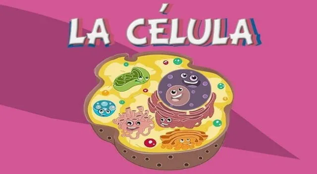 Conoce todo acerca de la célula.