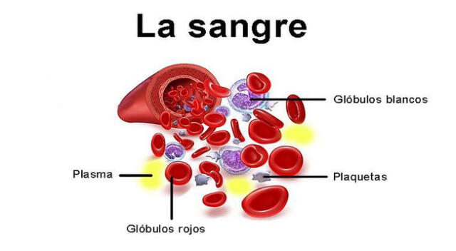 La sangre recorre nuestras venas llevan oxígeno a todas las partes del cuerpo.