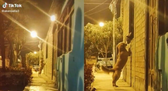 El video ha generado miles de comentarios enternecidos con la acción del perrito a su novia.