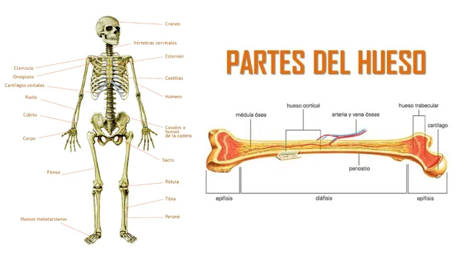 Los huesos se clasifican según su forma en largos, cortos, planos e irregulares.
