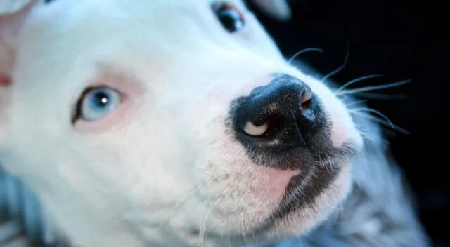 Cercado de Lima: perrita pitbull encadenada no tiene comida ni agua y vecinos piden ayuda: