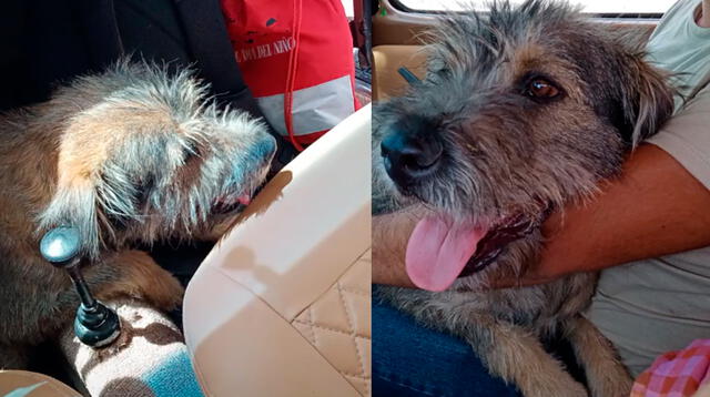 El perrito logró conseguir un nuevo hogar luego de subirse al carro y no querer moverse más.