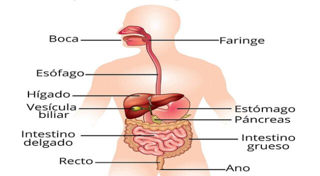 Explora el sistema digestivo y su acción. Descubre sus funciones y consejos para una digestión saludable. ¡Infórmate ahora!