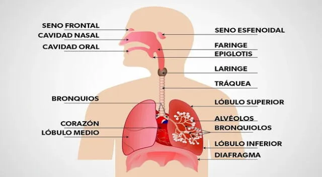 Descubre las funciones vitales del sistema respiratorio. Respira salud y energía con nuestro completo análisis. ¡Infórmate ahora!