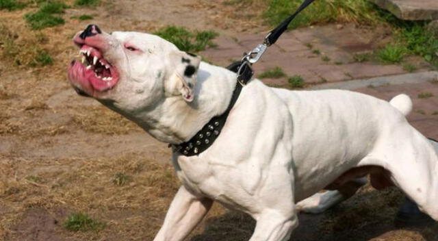 Huaura: menor de dos años quedó desfigurada tras ser atacada por perro pitbull