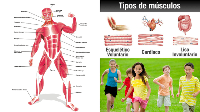 Los músculos son trozos, fibras o “masas de tejido” situados dentro del cuerpo.