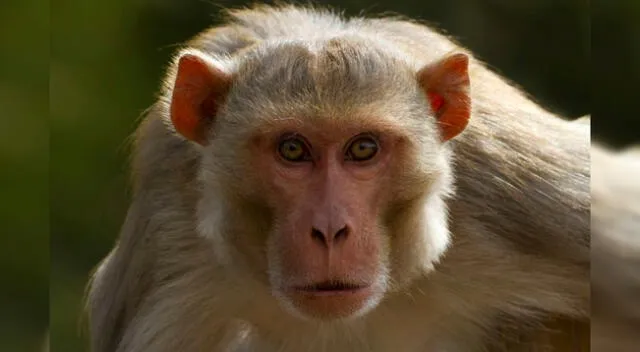 La viruela de mono es una enfermedad endémica en África central y occidental.