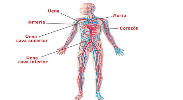 Aprende acerca de los órganos vitales del sistema circulatorio y cómo su óptimo funcionamiento es esencial para una vida saludable.