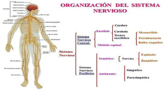 El sistema nervioso y todas sus partes.