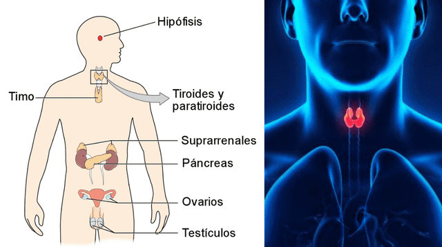 Las hormonas son sustancias químicas localizadas en las glándulas endocrinas.