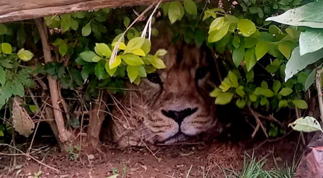 El peculiar acontecimiento fue reportado en la página de Facebook de la organización protectora de vida silvestre Kenya Wildlife Service (KWS).