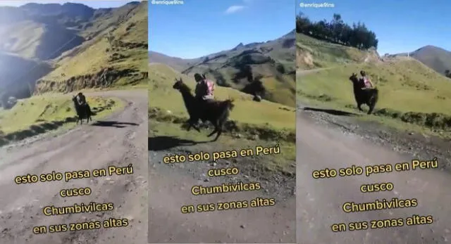 El video viral ha alcanzado más de 100.000 reproducciones y comentarios lindos sobre el pequeño y su llama.