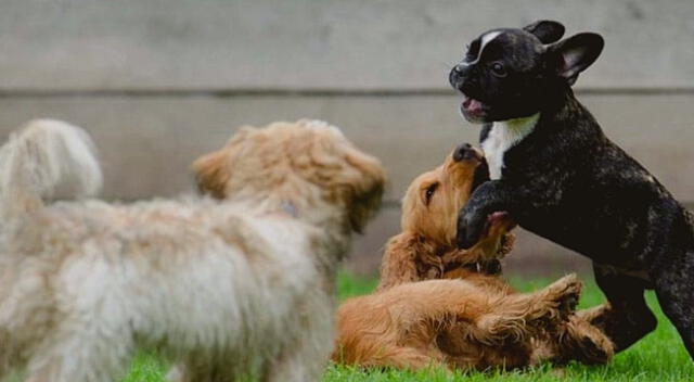 El perro simboliza bastante la protección y la fidelidad.