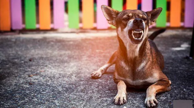 Soñar con perros bravos