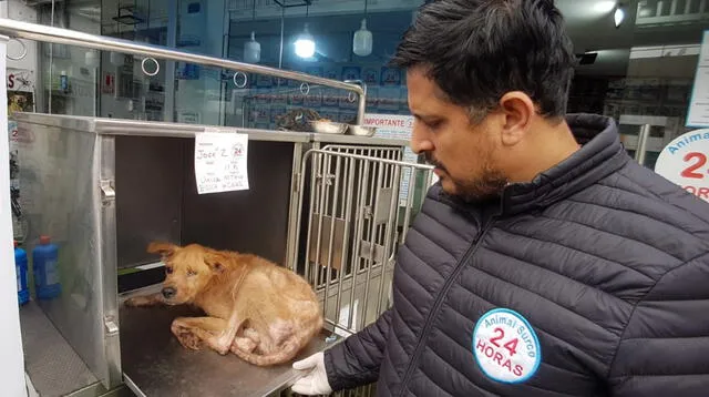 ¡Necesitan un hogar! Más de 10 perritos encontrados en grave estado de salud buscan ser adoptados en Surco