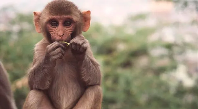 La OMS anunció que quiere esclarecer, con la ayuda del Reino Unido, los 7 casos confirmados de viruela del mono, diagnosticados entre el 6 y el 15 de mayo.
