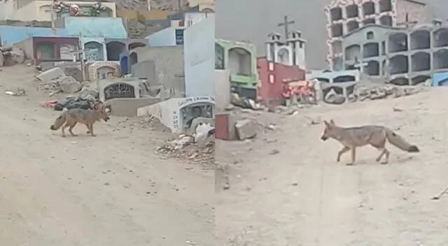 Serfor inicia búsqueda de "Juaneco", el zorro andino que fue visto en Comas