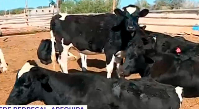 El experimentado ganadero se ve en la obligación de vender sus vacas ante el incremento del precio de los fertilizantes.