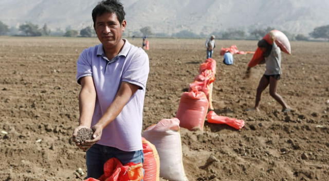 A fin de evitar una posible crisis alimentaria, el abono natural se ha convertido en una opción con grandes expectativas y expertos en la materia avalan su uso.