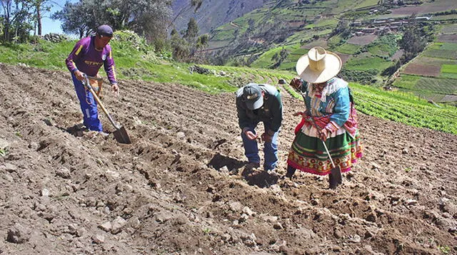 Los resultados de la campaña de mango y palta muestran el impacto del precio de los fertilizantes y falta de agua para la agricultura en estas localidades. Foto: Sedir.