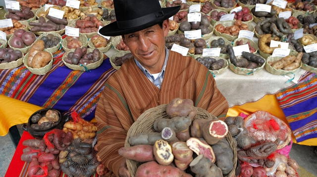 La papa tiene más de 10 mil años de ser cultivada. Crecían en el sur peruano y zonas aledañas.