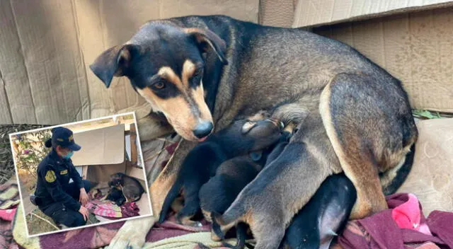 Agentes del orden alimentan constantemente a los animales.