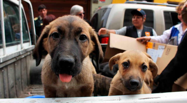 Activistas exigen que los animales no sean abandonados ni lastimados en la calle.