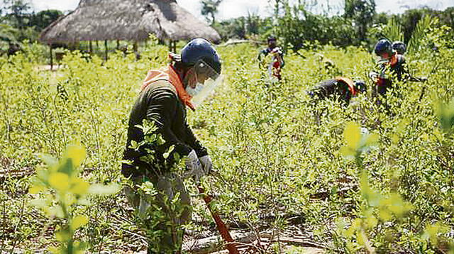 Lucha. La erradicación de cultivos de coca no se detendrá. Foto: difusión