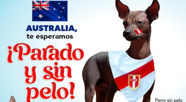 “Parado y sin pelo”: Día del Perro sin pelo del Perú se celebra un día antes del partido de repechaje
