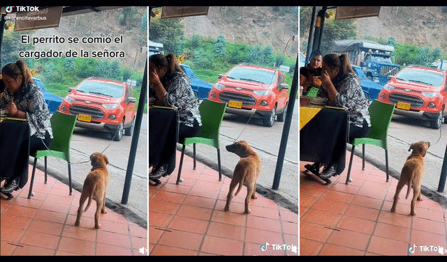 Los amantes de los animales se preocuparon, ya que el perrito corría el riesgo de recibir una descarga eléctrica. Foto: captura de TikTok