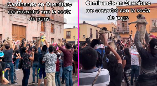 Los canes fueron paseados por las calles de Querétaro, en México.