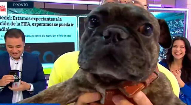 Chilenos llevaron un perro a la TV para que sea su cábala minutos antes que la FIFA emitiera su resolución.