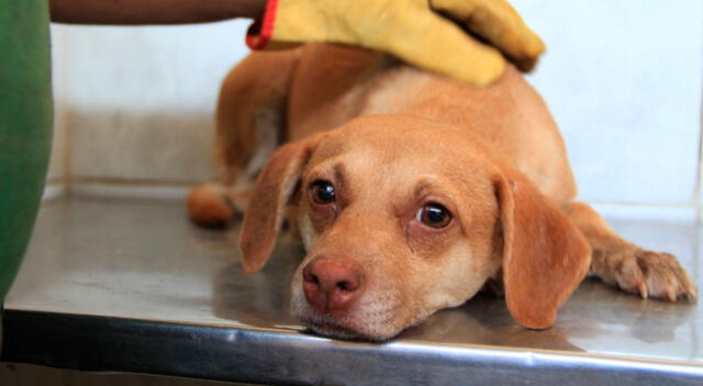 Sujeto recibió lo que se merecía por atacar con palo a un animal indefenso.