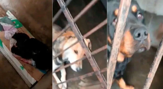 Animales vendrían siendo maltratatos por la comuna edil al dejarlos a su suerte en cuartos sucios.