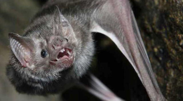 Avistamiento de murciélagos aumenta en La Molina, Surco, San Isidro y Miraflores