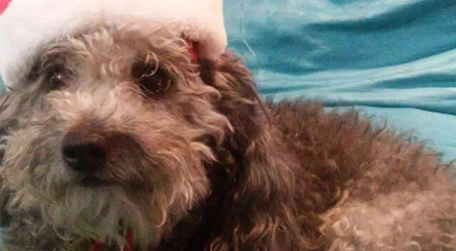 Can fue rescatado de un dueño maltratador y que le había causado bastante daño.