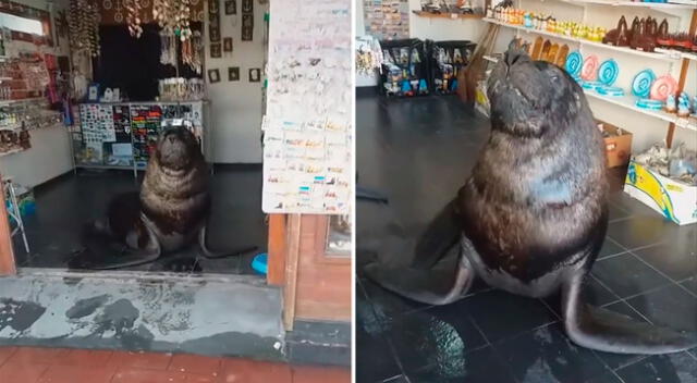 El lobo marino estaba en un negocio donde se podían comprar souvenirs de Mar del Plata, como imanes, llaveros y regalos.