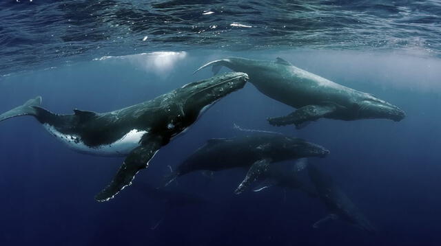 Soñar con ballenas: Está relacionado a tu posición.