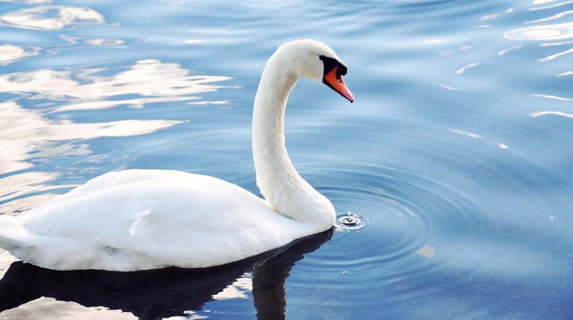 Soñar con Cisnes: significa cambios importantes en la vida.