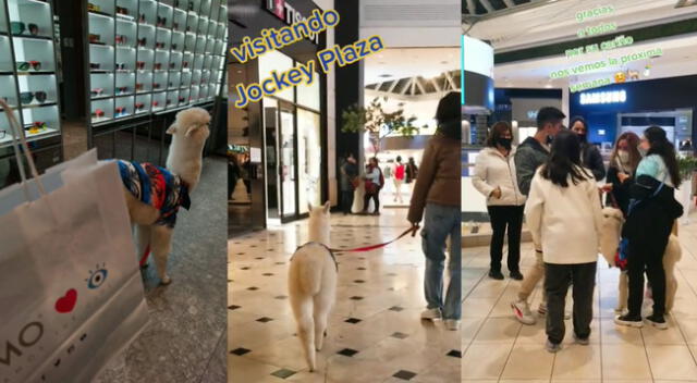 Singular escena de una alpaca bebé en el Jockey Plaza se hizo viral en las redes sociales.