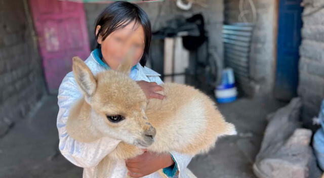 Lourdes tiene una mascota, una pequeña vicuña, a quien rescató cuando la descubrió atrapada en una quebrada.